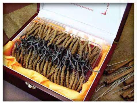 安义冬虫夏草回收